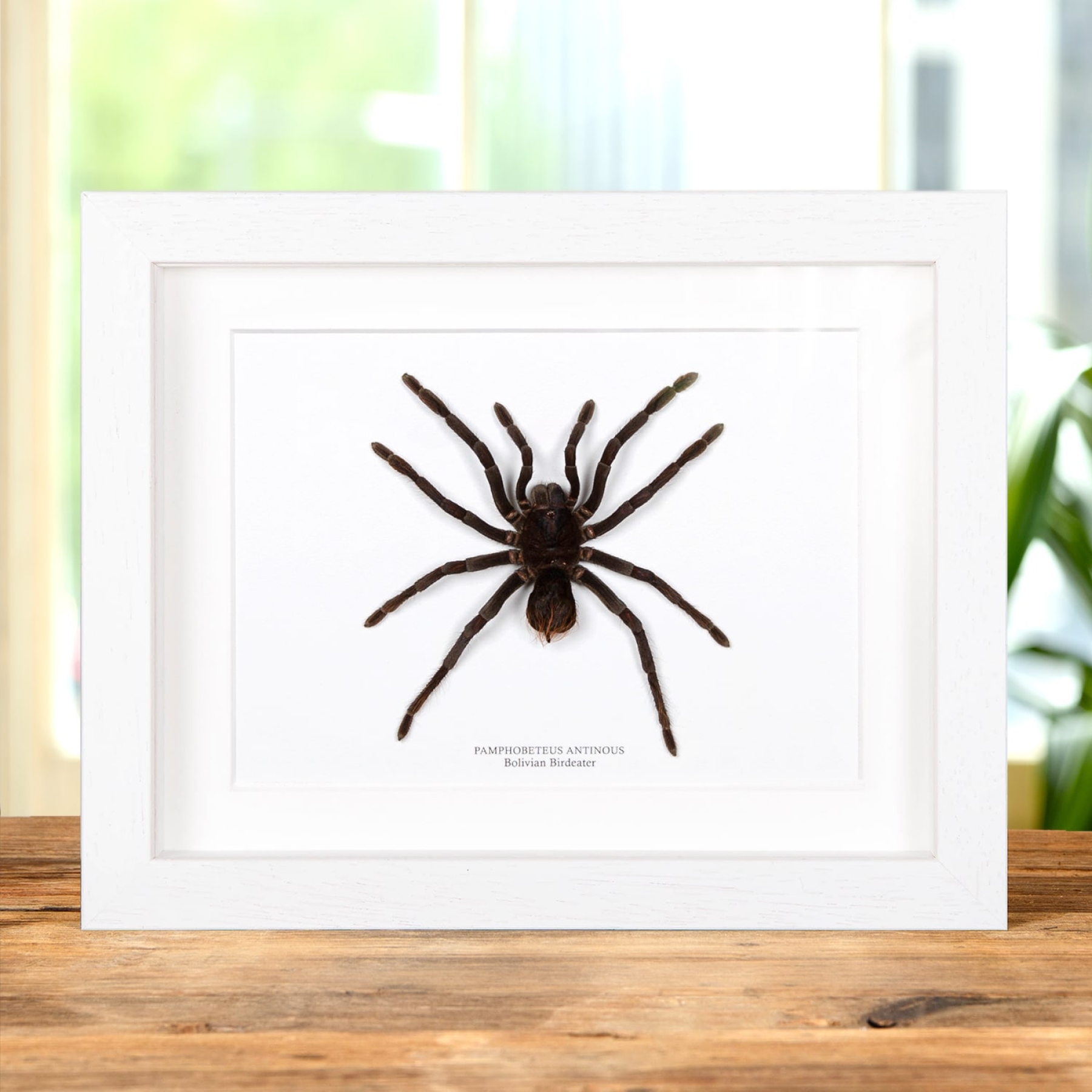 Bolivian Birdeater In Box Frame (Pamphobeteus antinous)