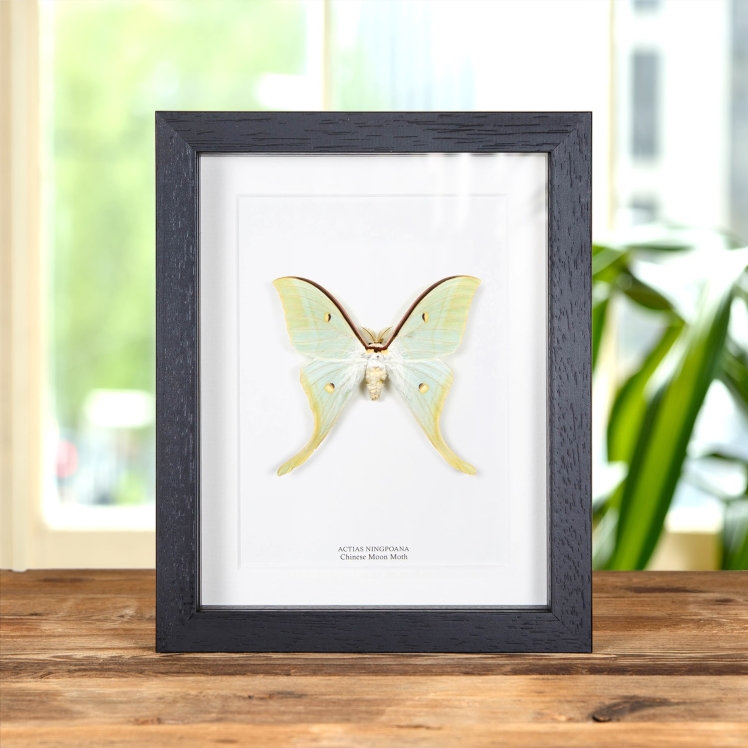 Chinese Moon Moth In Box Frame (Actias ningpoana) Chinese Moon Moth In Box Frame (Actias ningpoana)