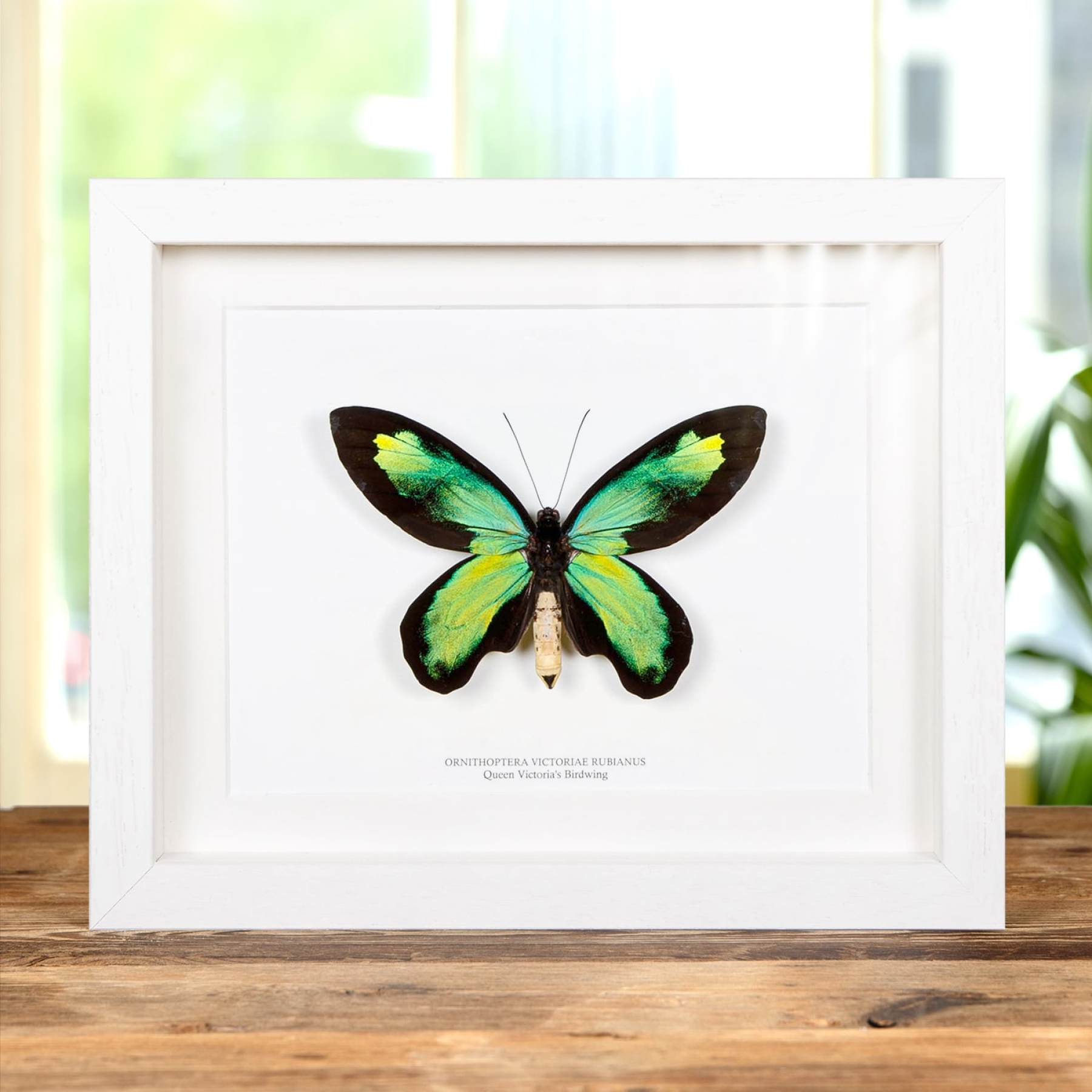 Minibeast The Queen Victoria's Birdwing In Box Frame (Ornithoptera victoriae rubianus)