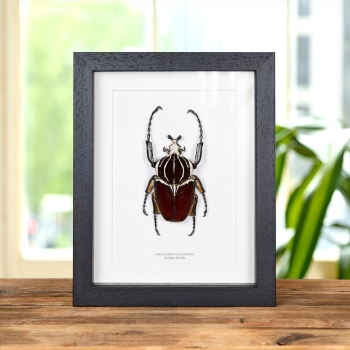 Goliath Beetle In Box Frame (Goliathus goliatus)