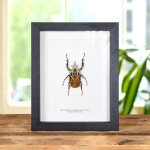Minibeast XL African Flower Beetle In Box Frame (Mecynorrhina oberthuri decorata)