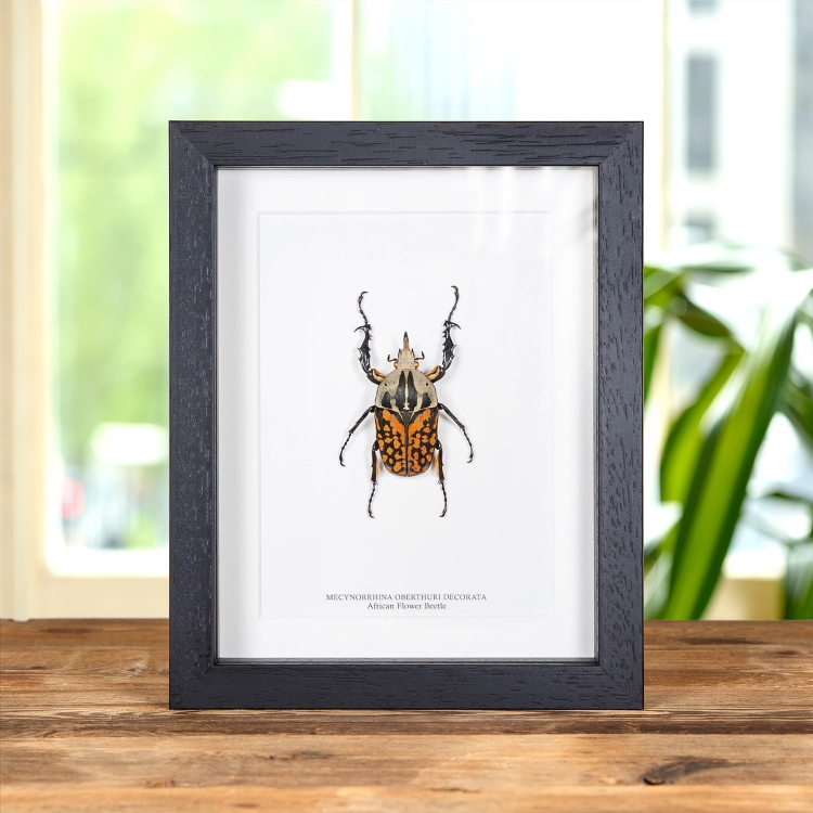 XL African Flower Beetle in Box Frame (Mecynorrhina oberthuri decorata)