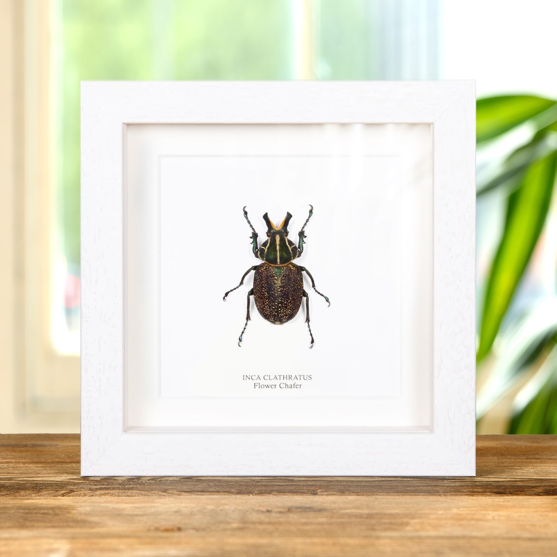 Flower Chafer In Box Frame (inca clathratus)