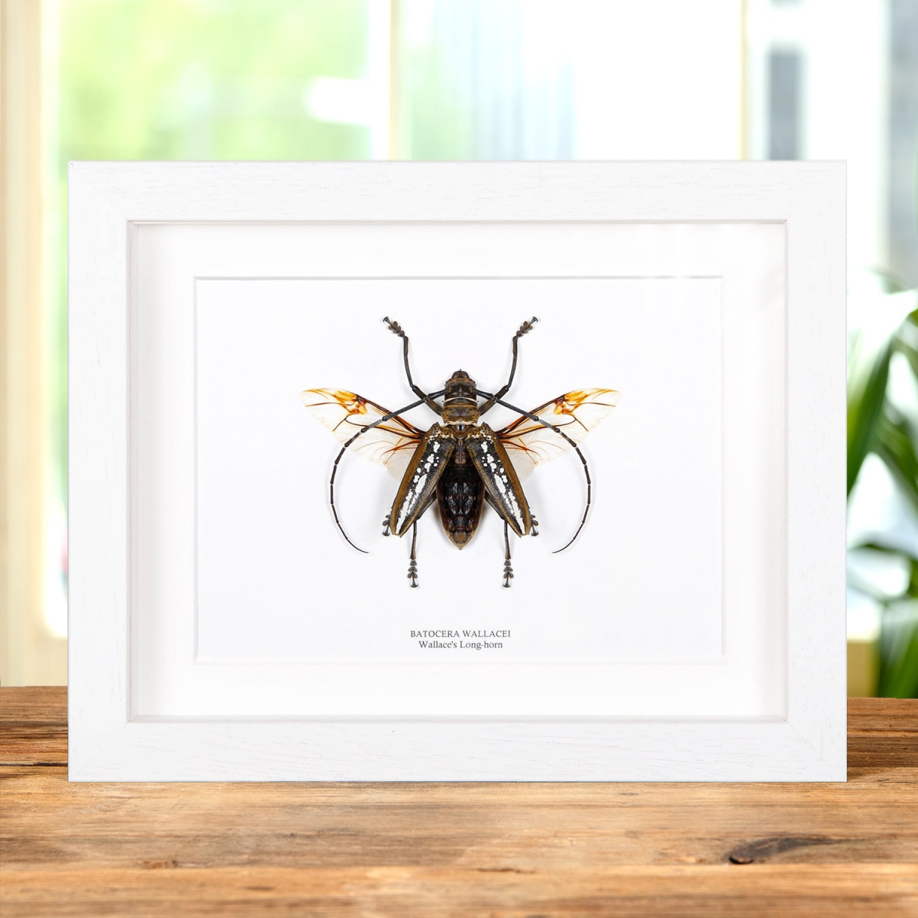 Wallace's Long-horn Beetle With Wings Spread In Box Frame (Batocera wallacei)