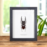 Minibeast Fork-horned Stag Beetle In Box Frame (Hexarthrius mandibularis)