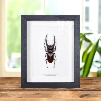 Fork-horned Stag Beetle In Box Frame (Hexarthrius mandibularis)