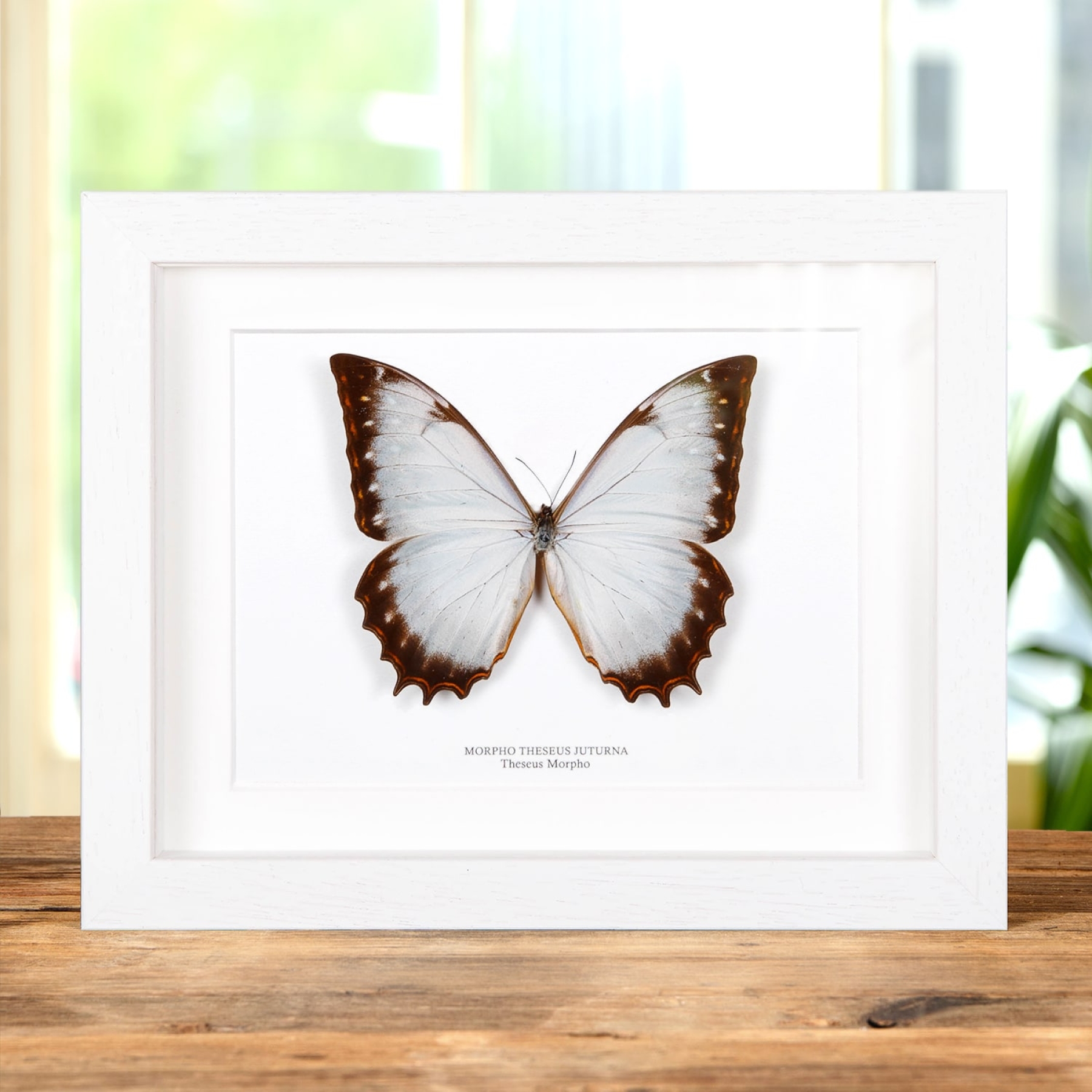 Theseus Morpho Butterfly In Box Frame (Morpho theseus juturna)
