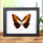 Minibeast Sunset Morpho Butterfly In Box Frame (Morpho hecuba obidona)