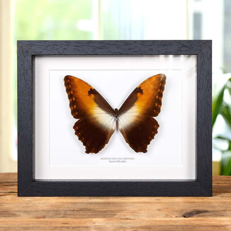 Sunset Morpho Butterfly In Box Frame (Morpho hecuba obidona)