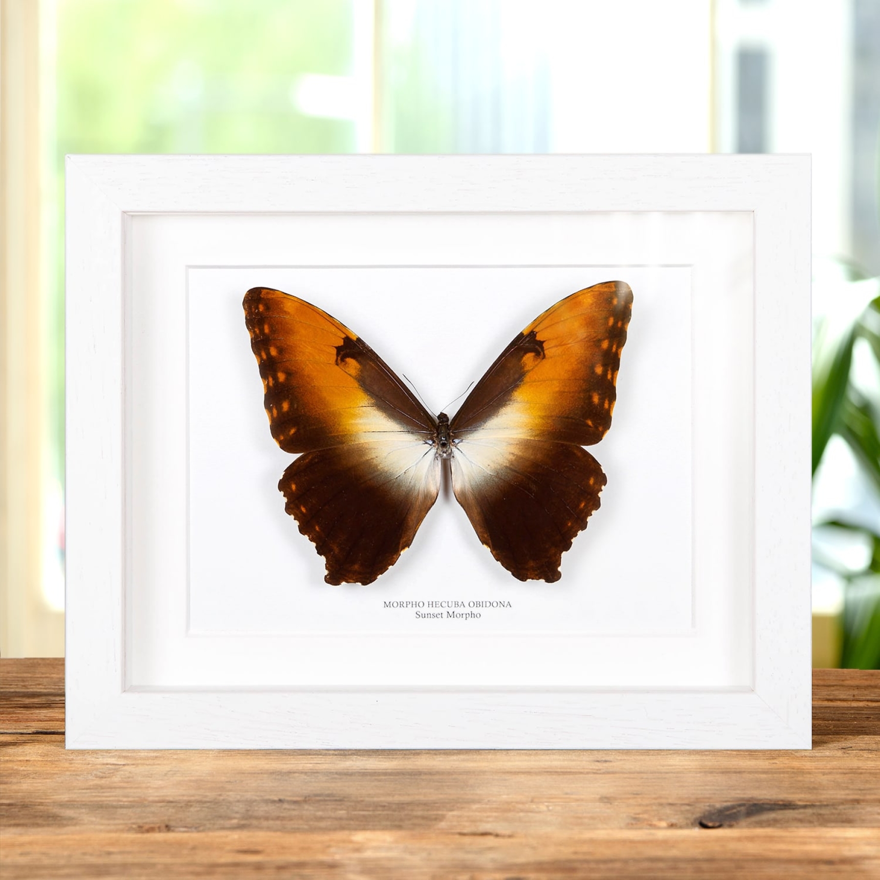 Sunset Morpho Butterfly In Box Frame (Morpho hecuba obidona) Sunset Morpho Butterfly In Box Frame (Morpho hecuba obidona)