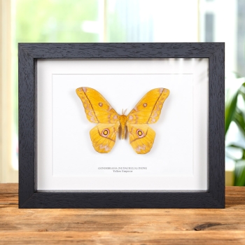 Yellow Emperor In Box Frame Gonimbrasia Dione(Nudaurelia)