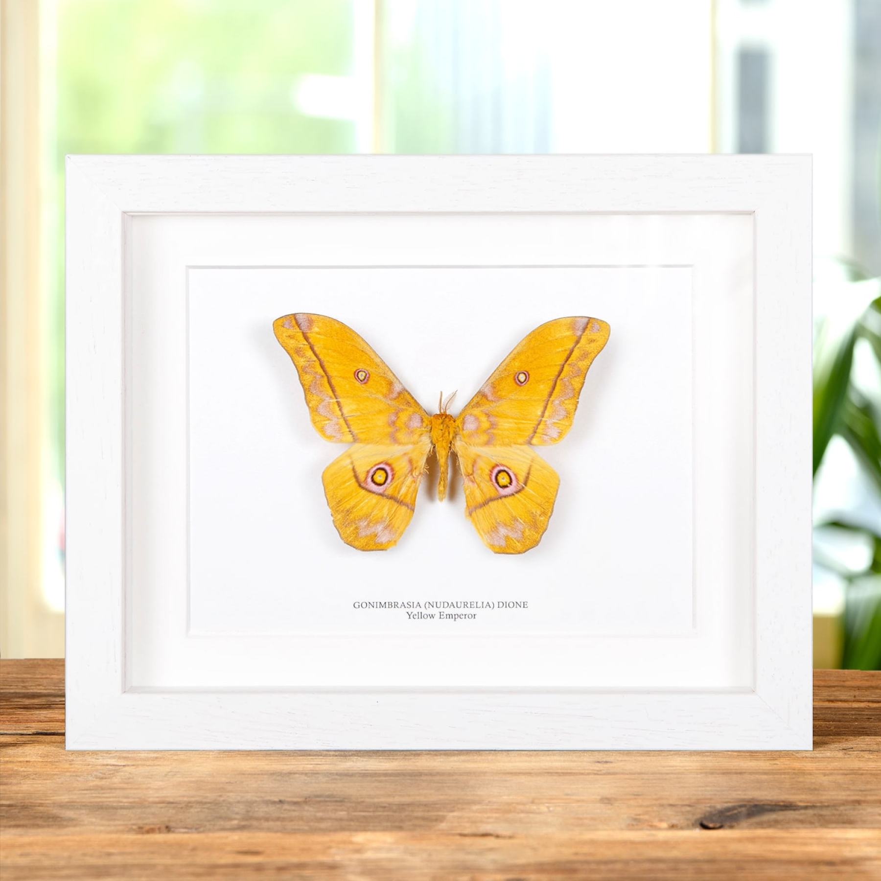 Yellow Emperor In Box Frame Gonimbrasia Dione(Nudaurelia)