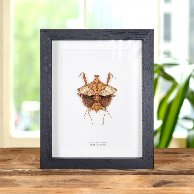 Dead Leaf Mantis In Box Frame (Deroplatys lobata)