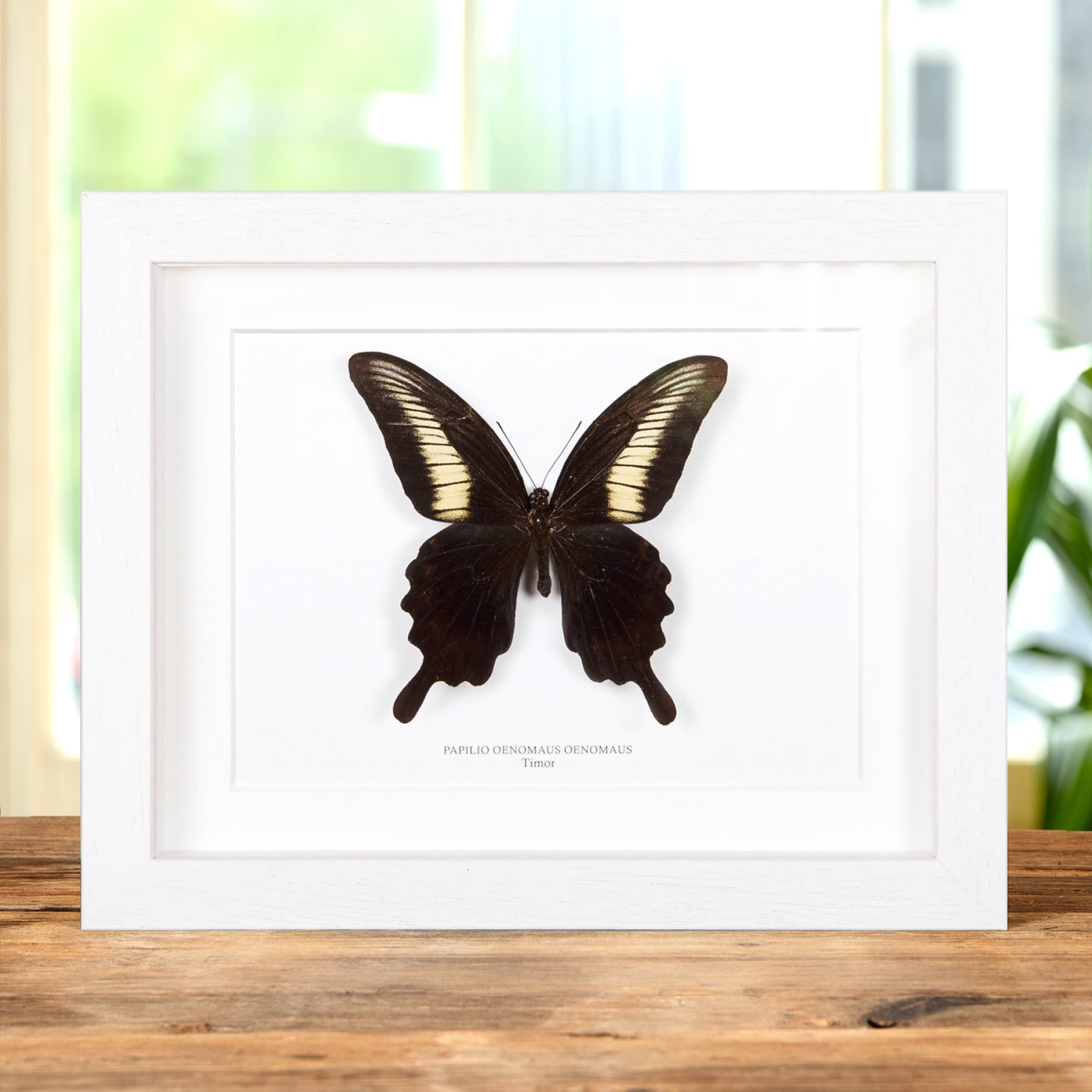 Papilio oenomaus In Box Frame (Papilio oenomaus)
