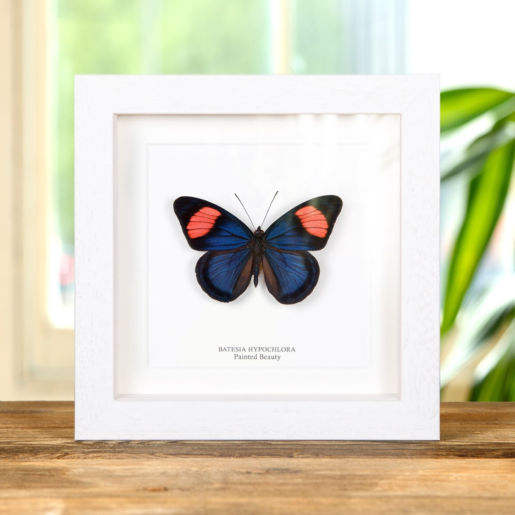 Painted Beauty Butterfly In Box Frame (Batesia hypochlora)