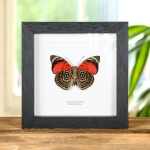 Minibeast Claudina Agrias Butterfly Ventral Side In Box Frame (Agrias claudina)