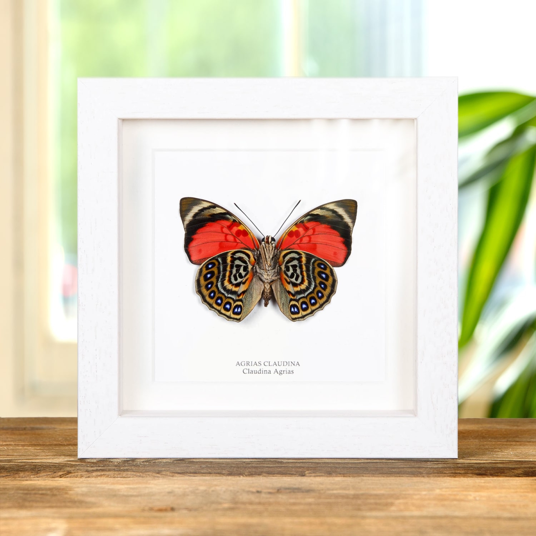 Claudina Agrias Butterfly Ventral Side In Box Frame (Agrias claudina)