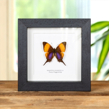 Pansy Daggerwing Butterfly In Box Frame (Marpesia marcella)