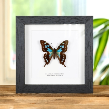 Tropical Blue Swallowtail Butterfly In Box Frame (Graphium stresemanni)