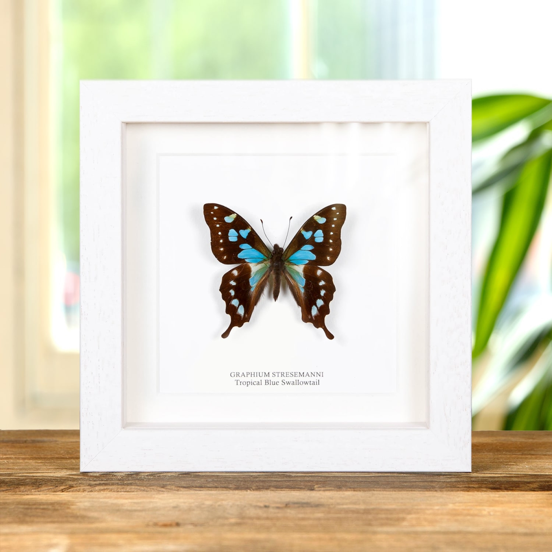 Tropical Blue Swallowtail Butterfly In Box Frame (Graphium stresemanni)