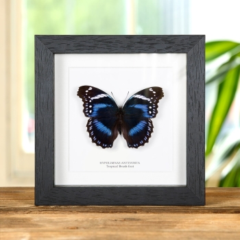 Tropical Brush-foot Butterfly In Box Frame (Hypolimnas antevorta)