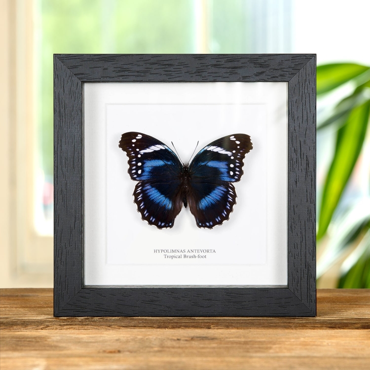 Tropical Brush-foot Butterfly In Box Frame (Hypolimnas antevorta) Tropical Brush-foot Butterfly In Box Frame (Hypolimnas antevorta)