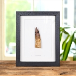 Minibeast XL Spinosaurus Dinosaur Tooth Fossil (Spinosaurus aegyptiacus)