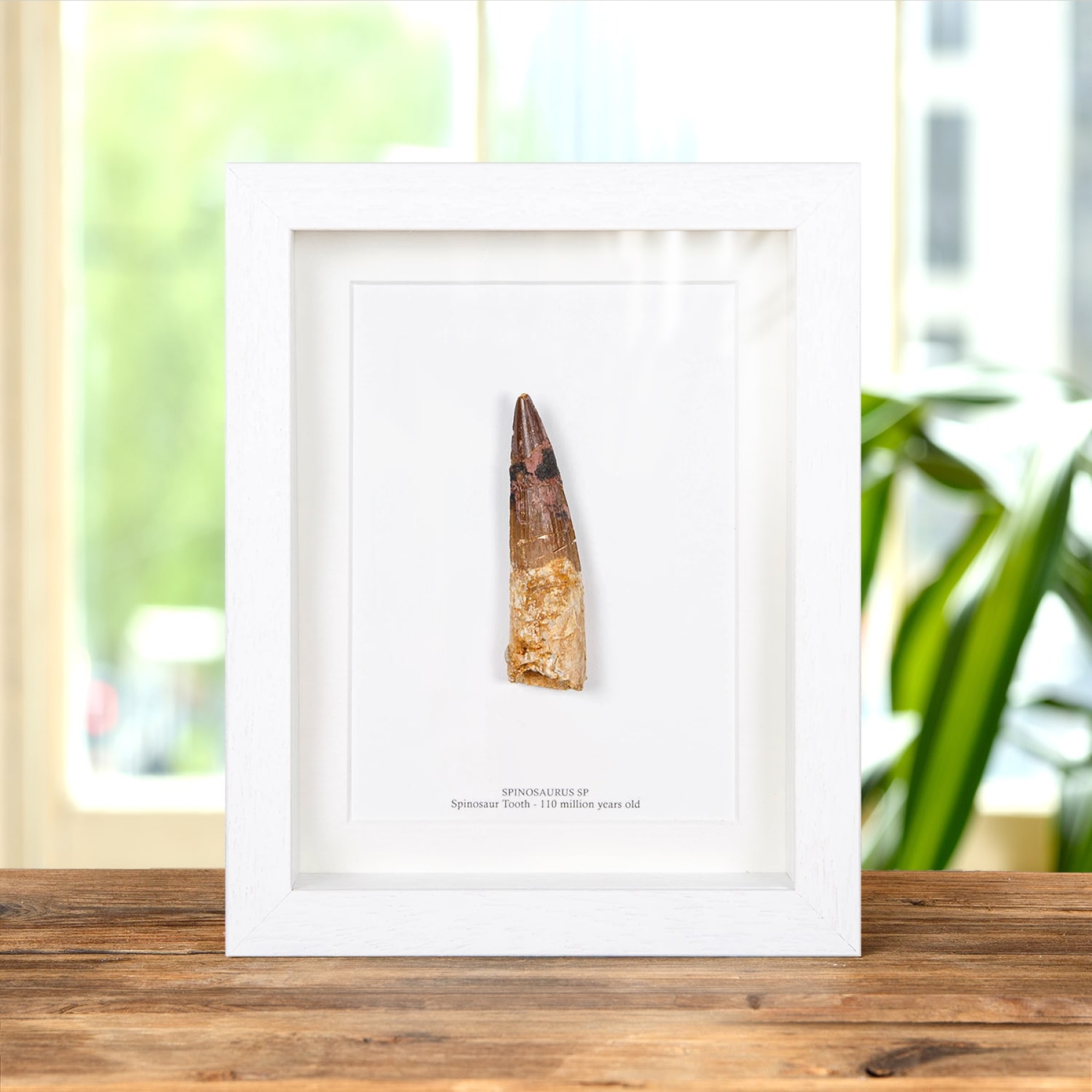 XL Spinosaurus Dinosaur Tooth Fossil (Spinosaurus aegyptiacus)