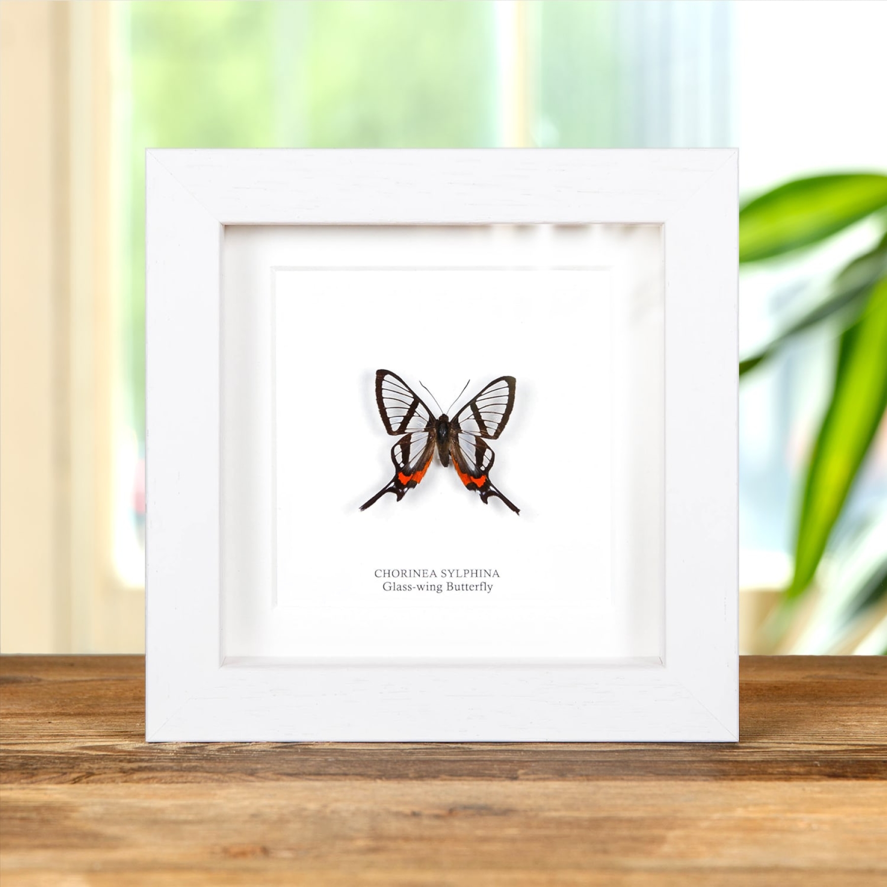 Glass-wing Butterfly In Box Frame (Chorinea sylphina)