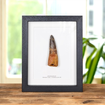 XL Spinosaurus Dinosaur Tooth Fossil (Spinosaurus aegyptiacus)