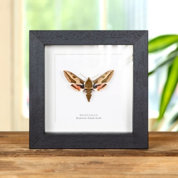 Bedstraw Hawk-moth In Box Frame (Hyles gallii)