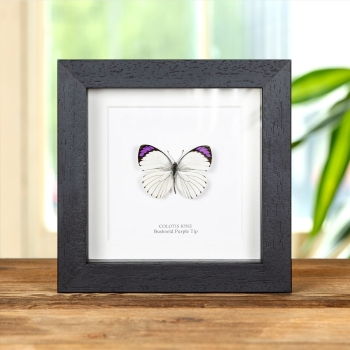 Bushveld Purple Tip Butterfly In Box Frame (Colotis ione)