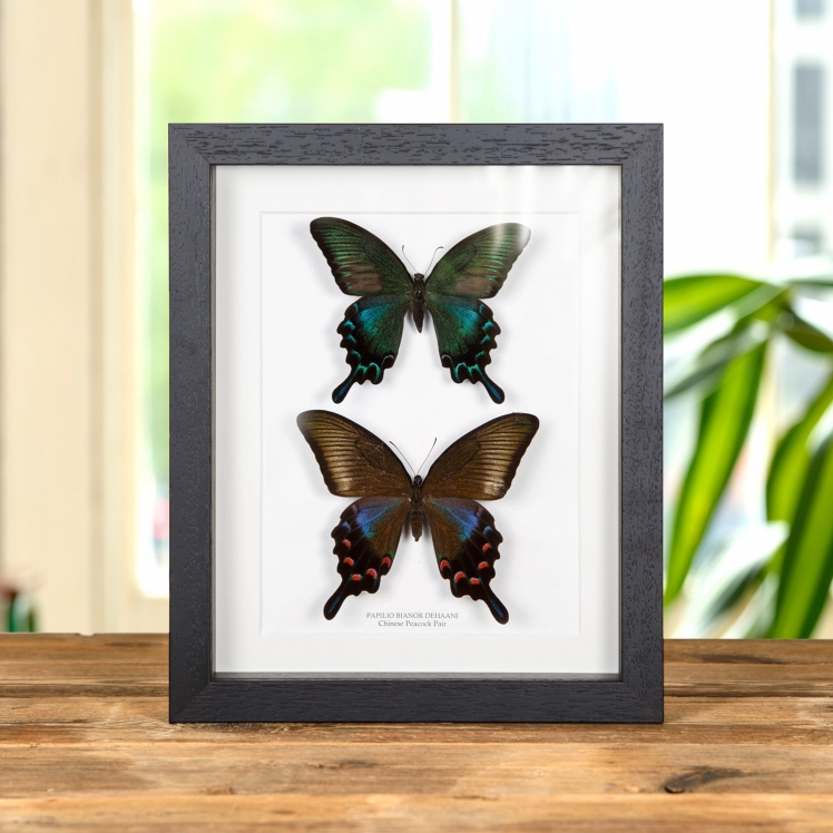 Chinese Peacock Pair In Box Frame (Papilio bianor dehaani)