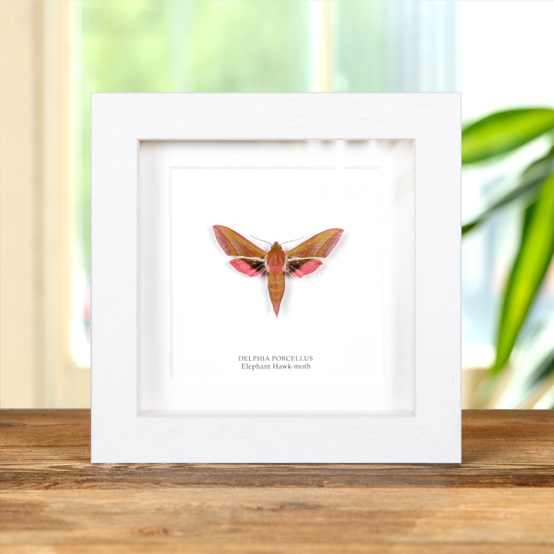 Elephant Hawk-moth In Box Frame (Deilephila elpenor)