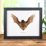 Minibeast Java Pipistrelle Bat In Box Frame (Pipistrellus javanicus)