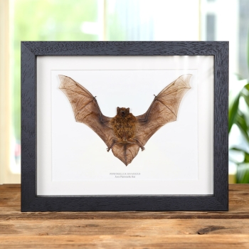 Java Pipistrelle Bat In Box Frame (Pipistrellus javanicus)