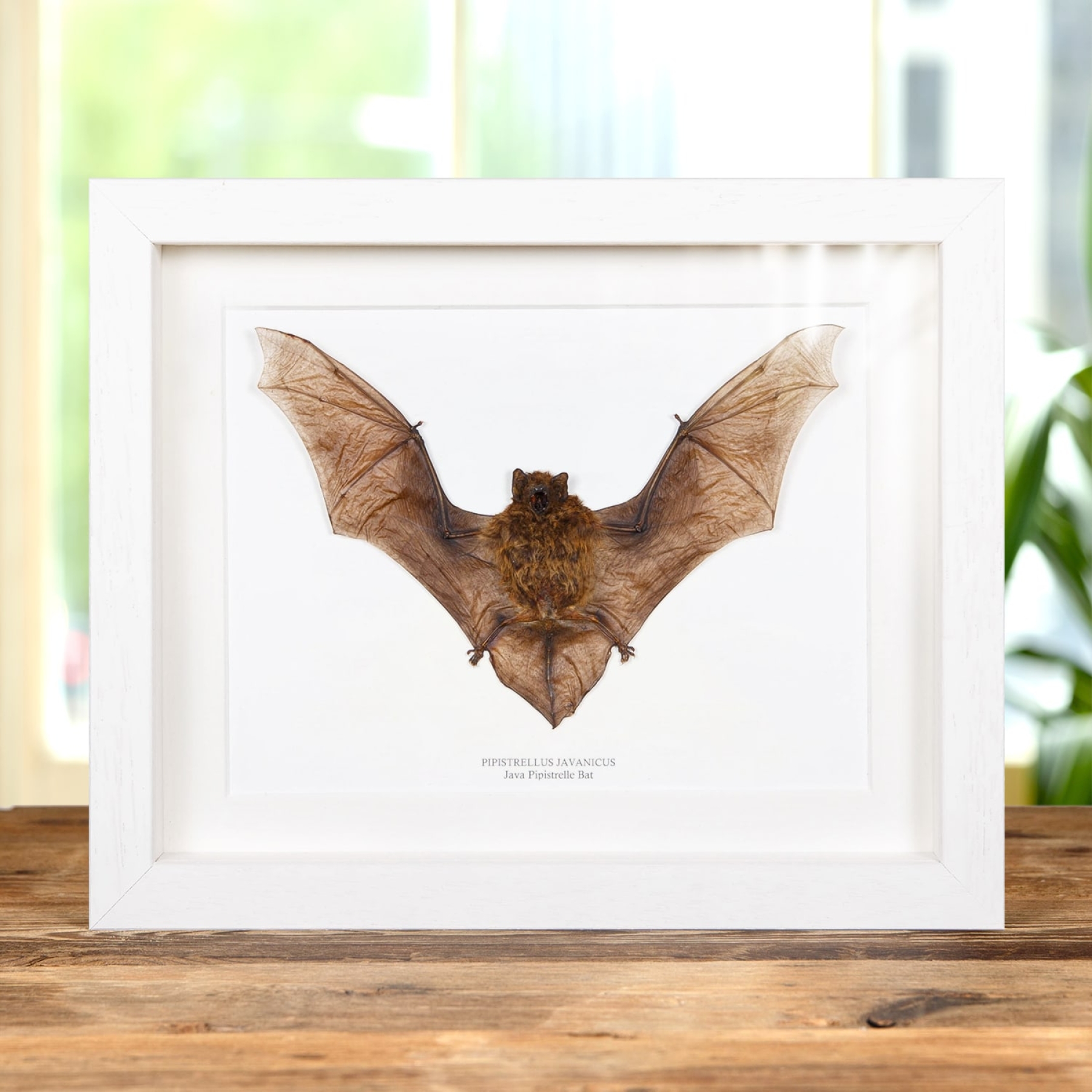 Java Pipistrelle Bat In Box Frame (Pipistrellus javanicus)