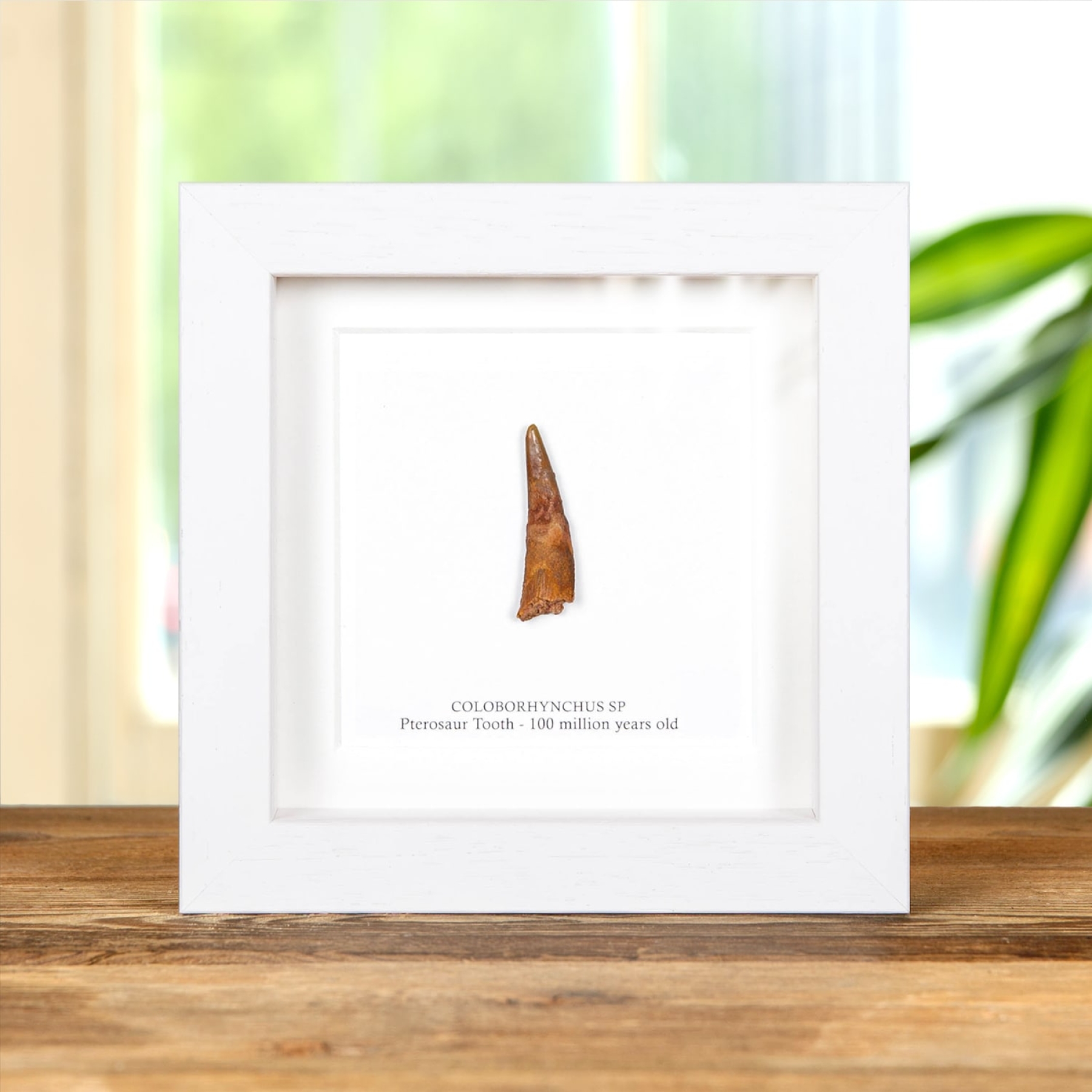 Minibeast Pterosaur Dinosaur Tooth Fossil in Box Frame (Coloborhynchus moroccensis)
