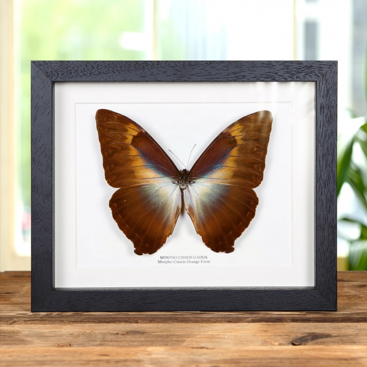 Morpho Cisseis Orange Form Butterfly In Box Frame (Morpho cisseis gahua)