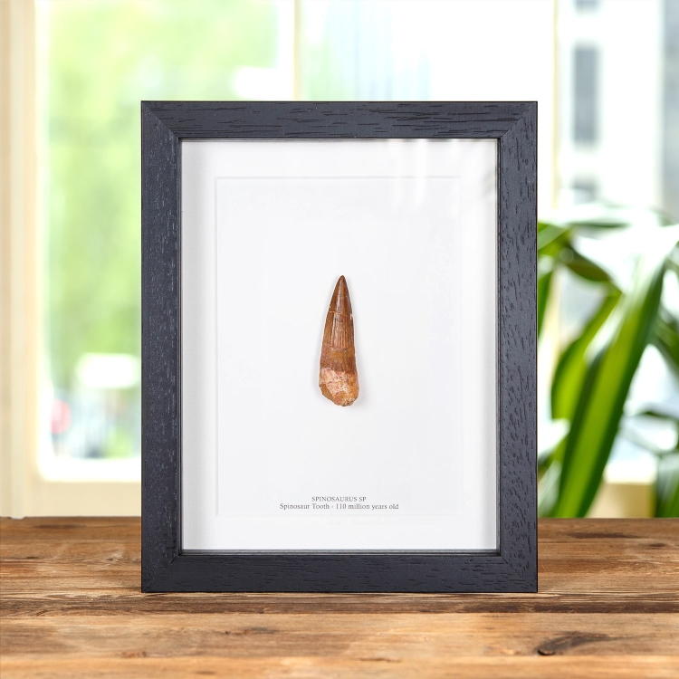 Large Spinosaurus Dinosaur Tooth Fossil in Box Frame (Spinosaurus aegyptiacus)