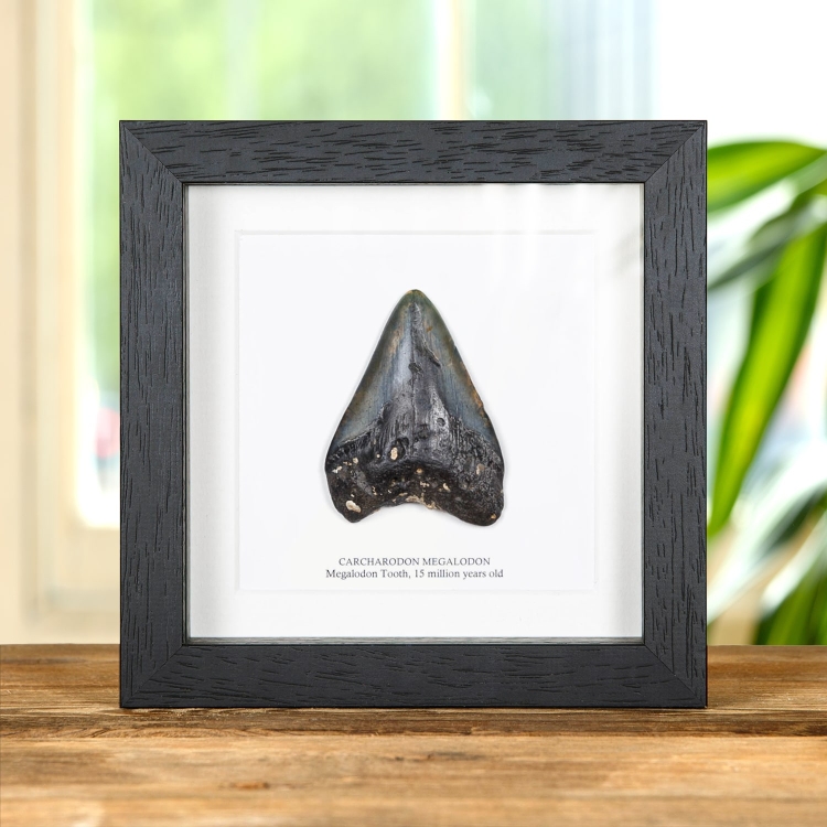 3 inch Black Megalodon Shark Tooth Fossil Frame (Carcharodon megalodon)