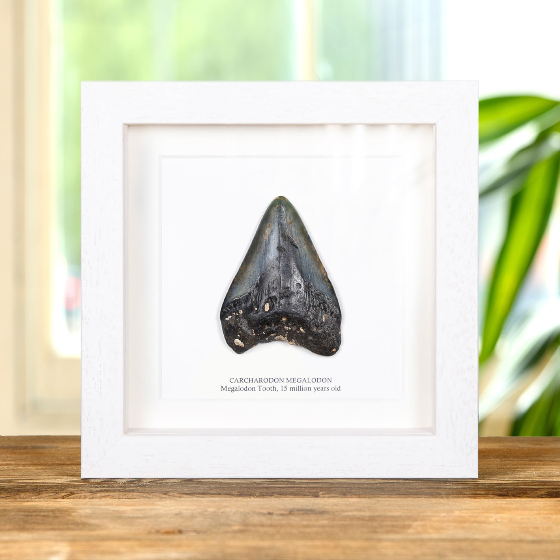 Minibeast 3 inch Black Megalodon Shark Tooth Fossil Frame (Carcharodon megalodon)