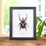 Minibeast Goliath Beetle In Box Frame (Goliathus goliatus conspersus)