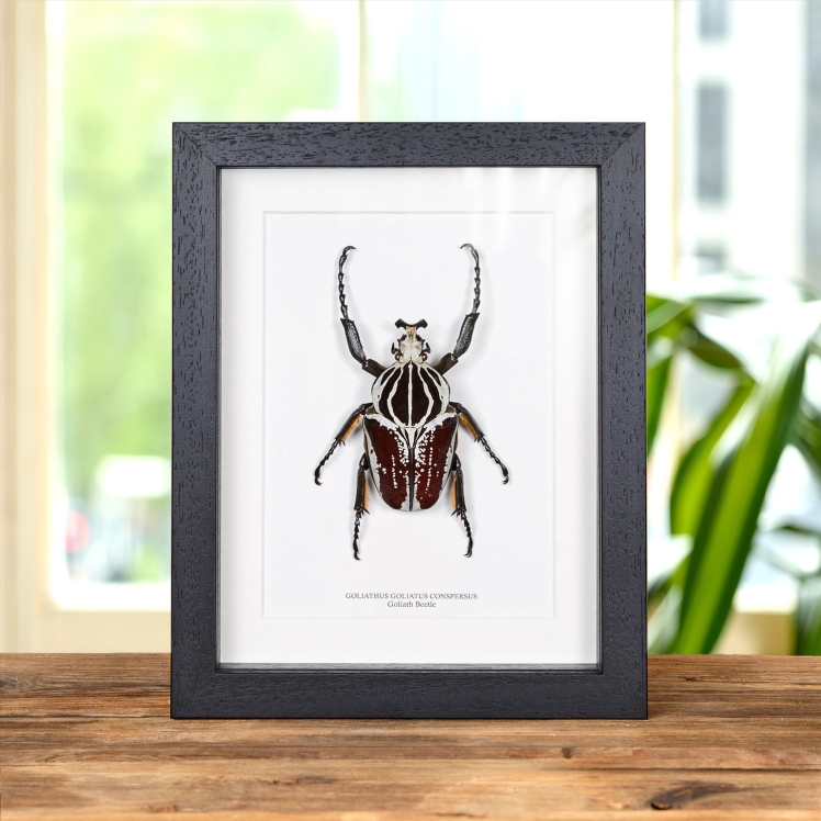 Goliath Beetle In Box Frame (Goliathus goliatus conspersus)