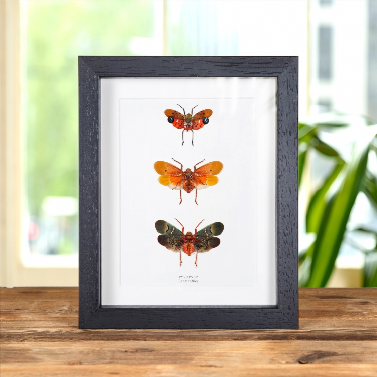Lanternflies In Box Frame (Pyrops sp)