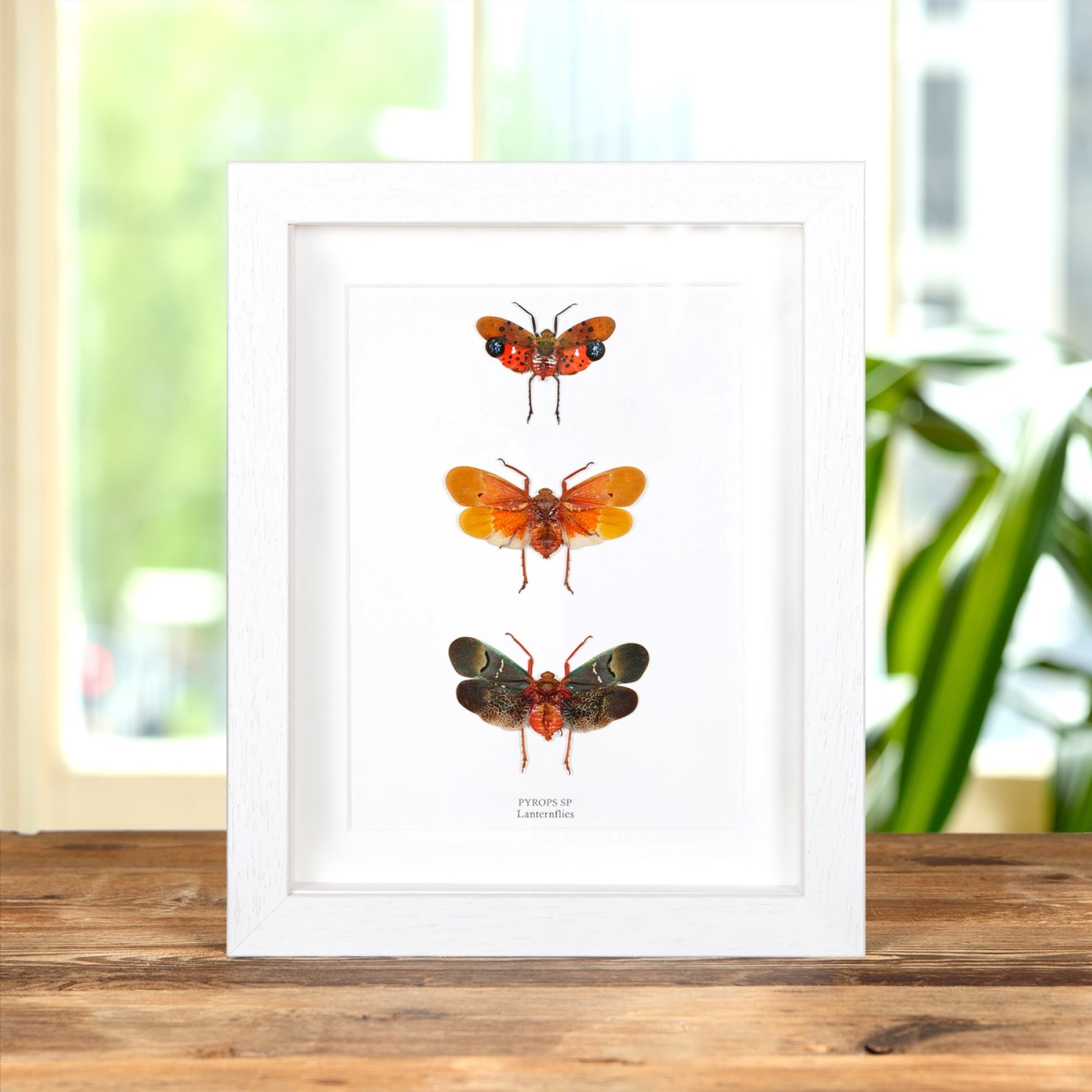 Lanternflies In Box Frame (Pyrops sp)
