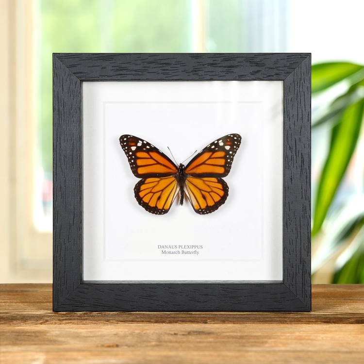 Monarch Butterfly In Box Frame (Danaus plexippus)