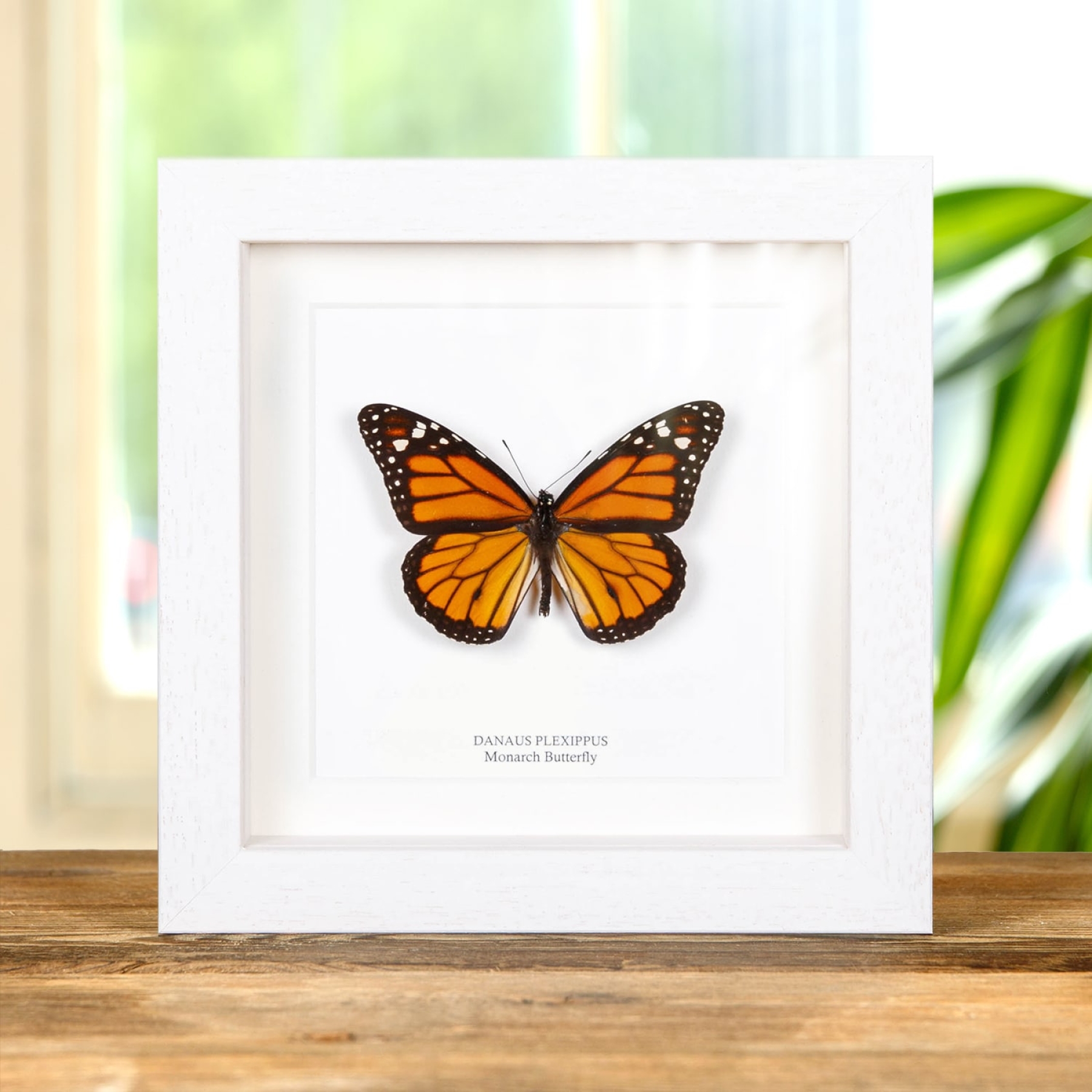 Monarch Butterfly In Box Frame (Danaus plexippus)