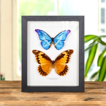 Helena Morpho Butterfly Male & Female Pair In Box Frame (Morpho rhetenor helena)