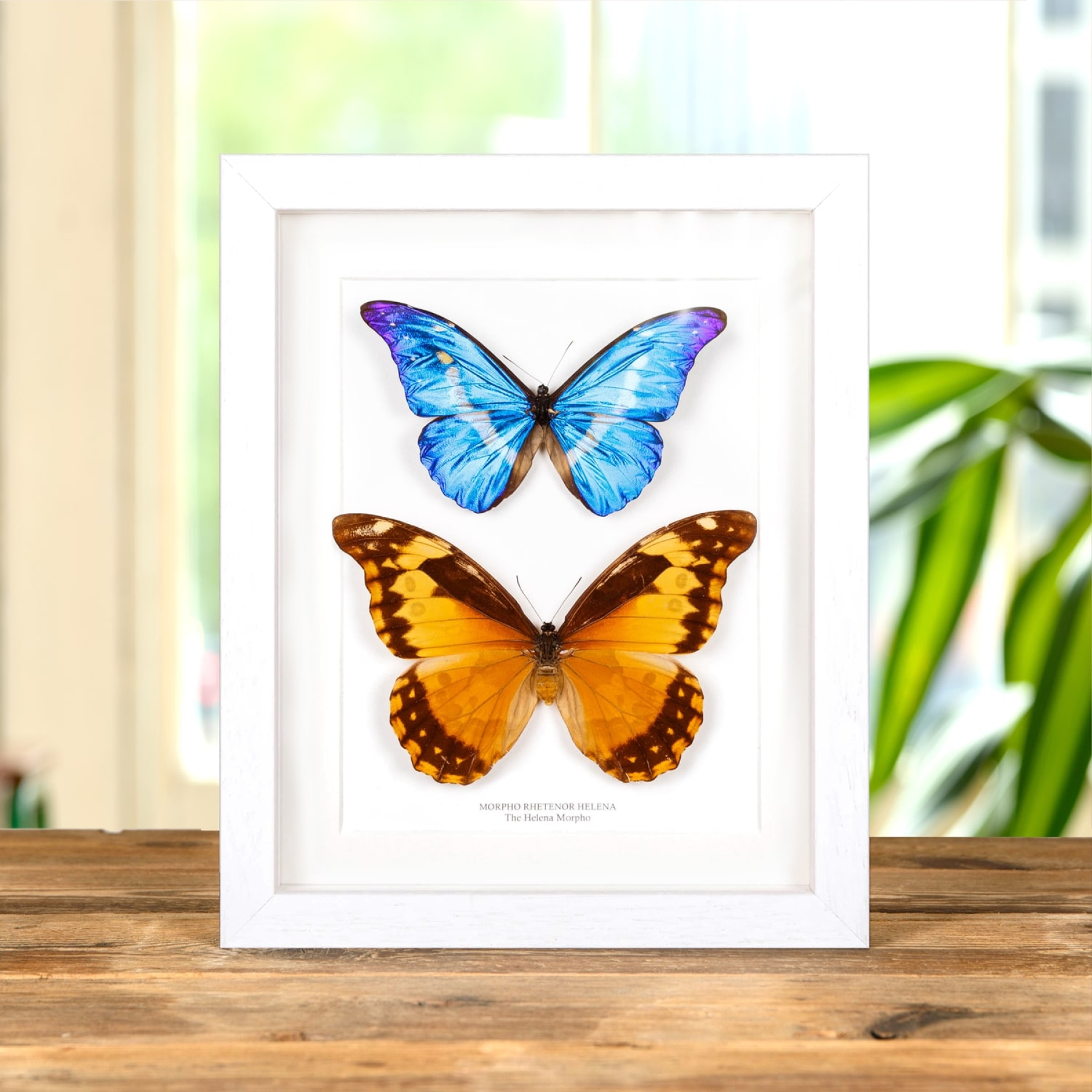 Helena Morpho Butterfly Male & Female Pair In Box Frame (Morpho rhetenor helena) Helena Morpho Butterfly Male & Female Pair In Box Frame (Morpho rhetenor helena)